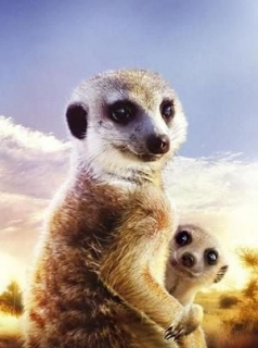 Le Clan des suricates streaming